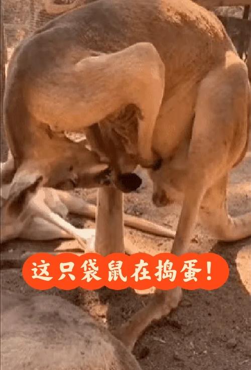 老鼠偷鸡蛋  第1张