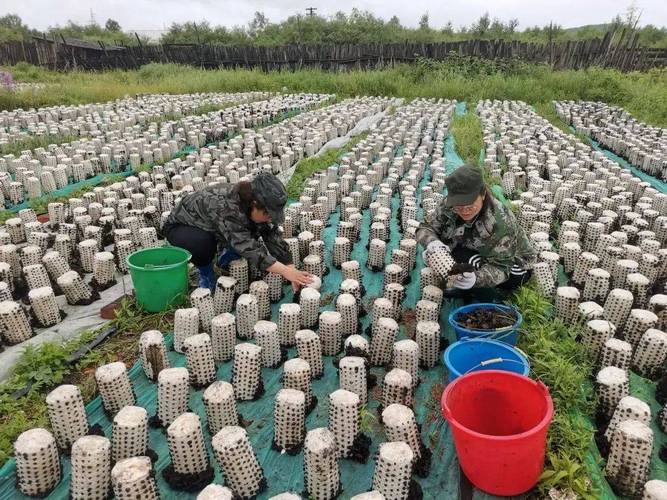 采木耳 第1张 采木耳 第1张