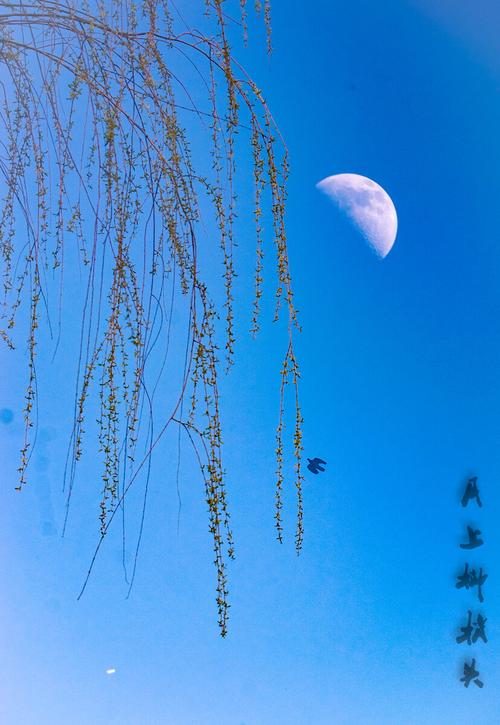 月上柳梢头  第1张