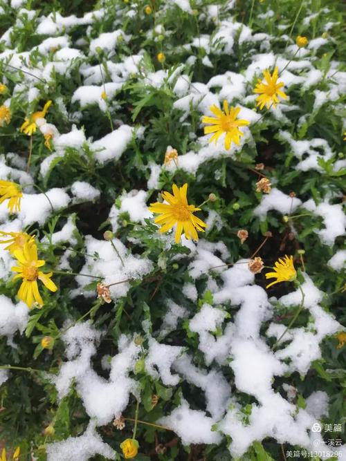 三月的春雪  第1张