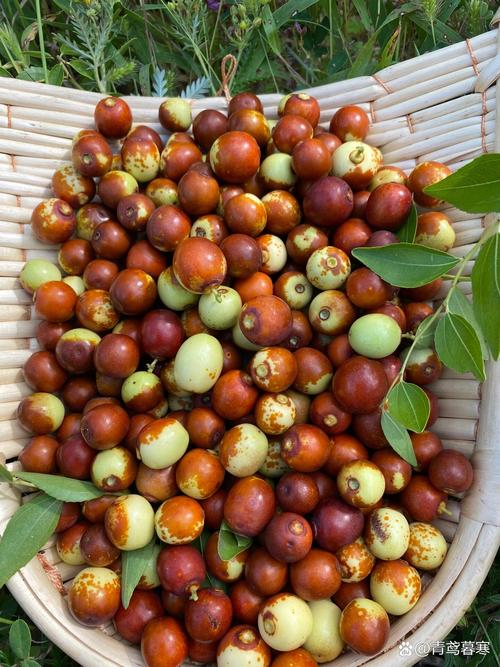 酸枣 第1张 酸枣 第1张