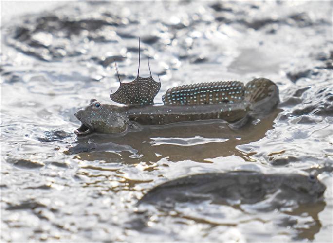 树上的鱼 第1张 树上的鱼 第1张