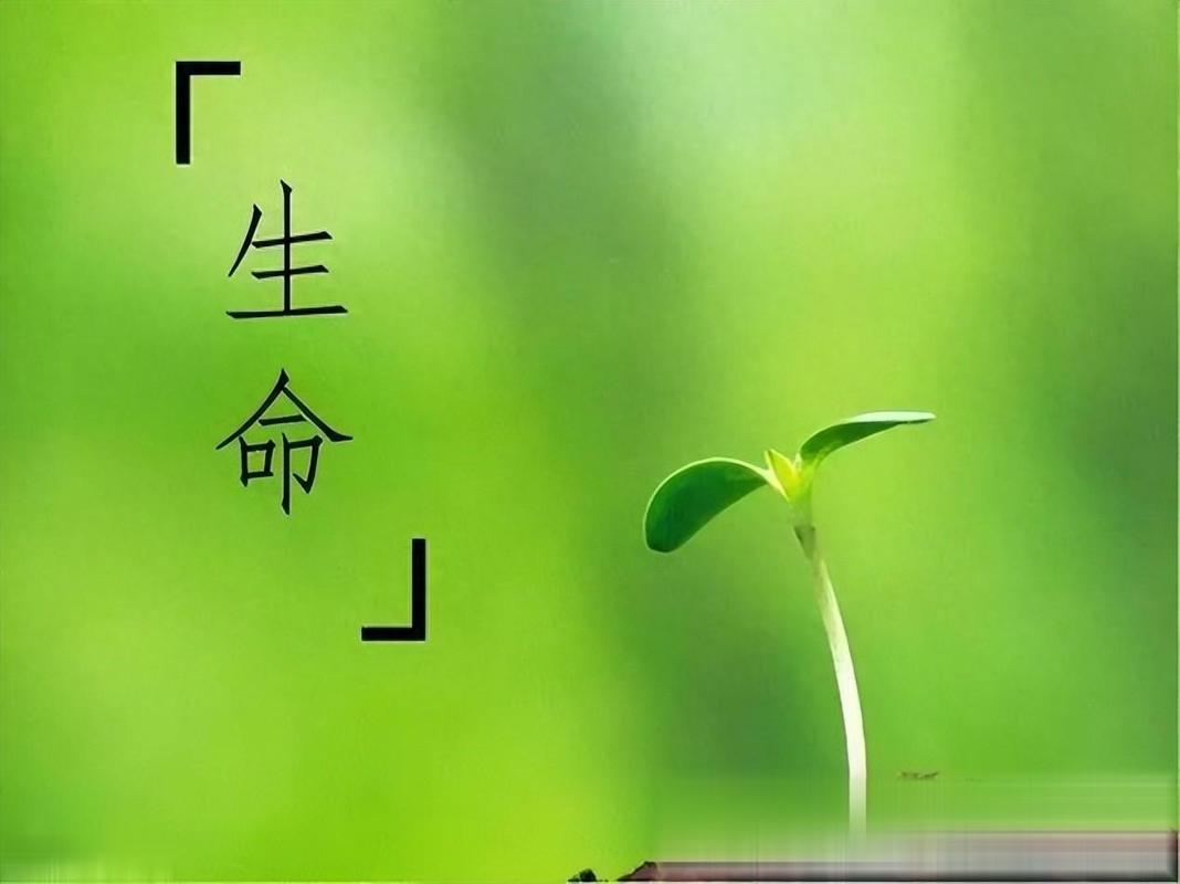 生命的无常  第1张