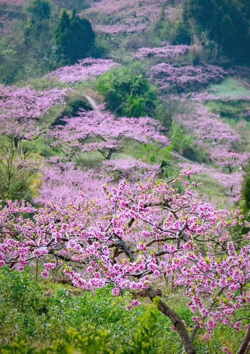 河岸的桃花开了  第1张