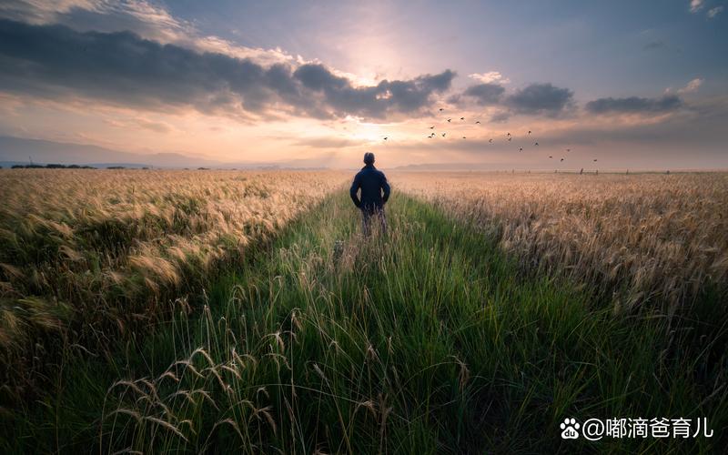 守望麦田 第1张 守望麦田 第1张