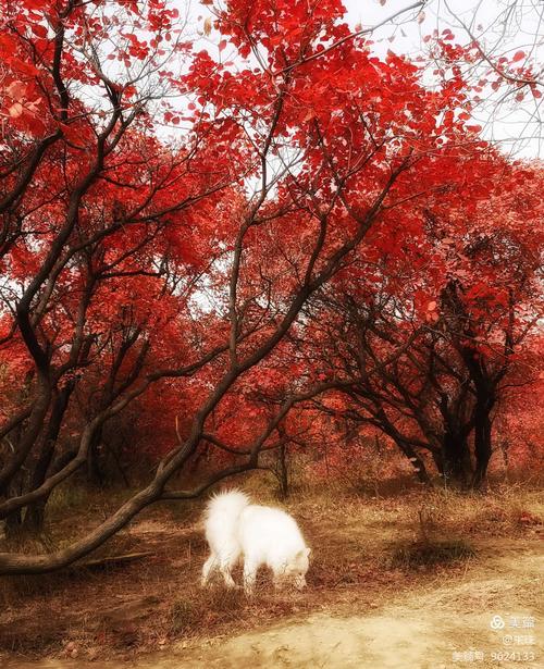 这个秋天的秋天（九章）  第1张