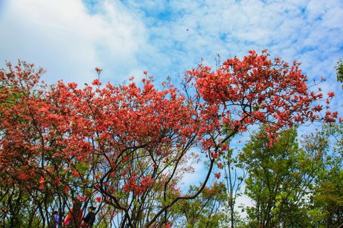 醉美广陵红  第1张