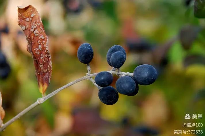 醉心不变  第1张