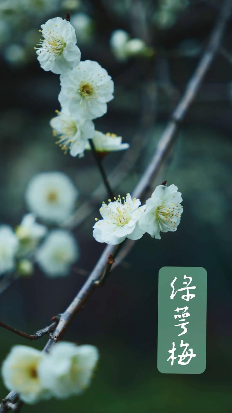 寄你江南春色一枝梅  第1张