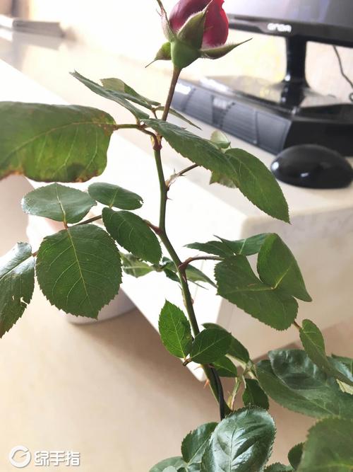 半步多 第1张 半步多 第1张