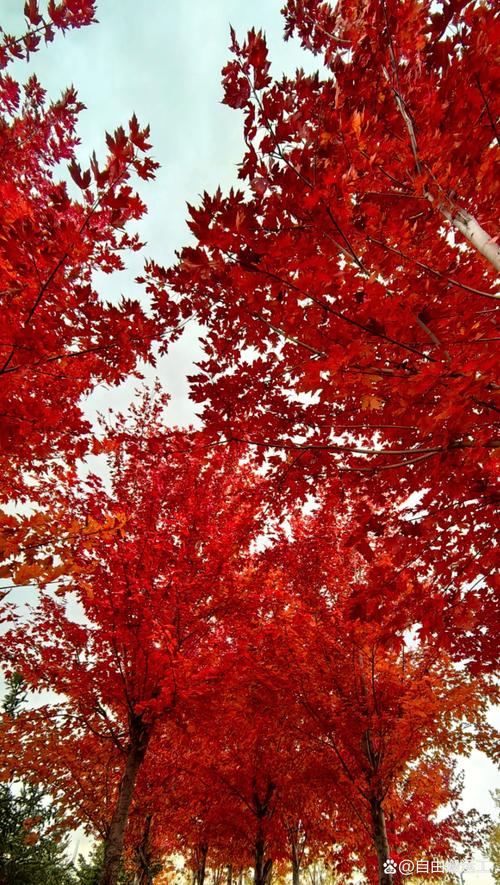 当枫叶红透时 第1张 当枫叶红透时 第1张