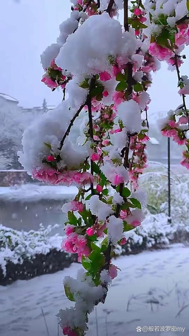 桃花雪撩人梦  第1张