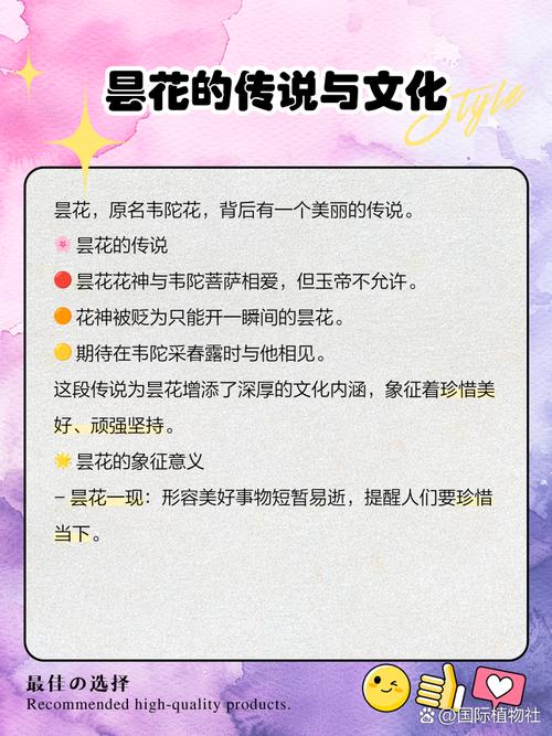 昙花夜语 第1张 昙花夜语 第1张