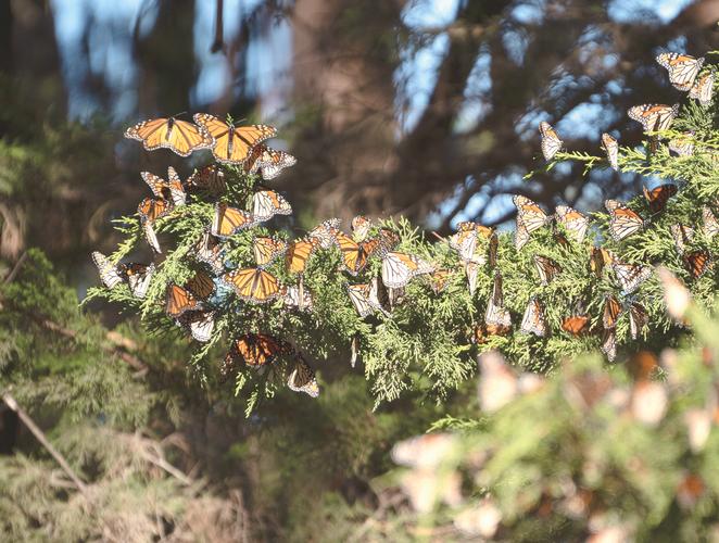 冬夜里的蝴蝶  第1张