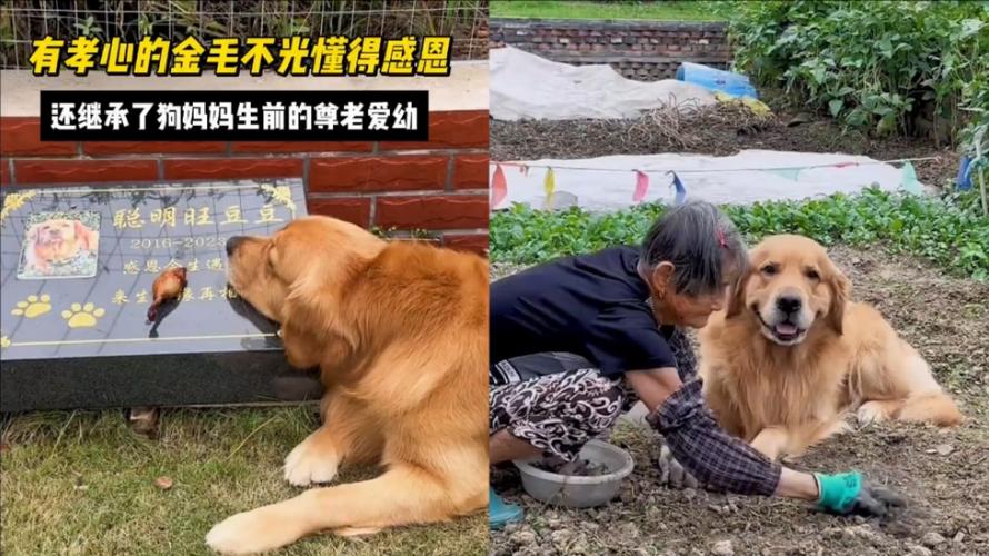 一只狗的“孝心”  第1张