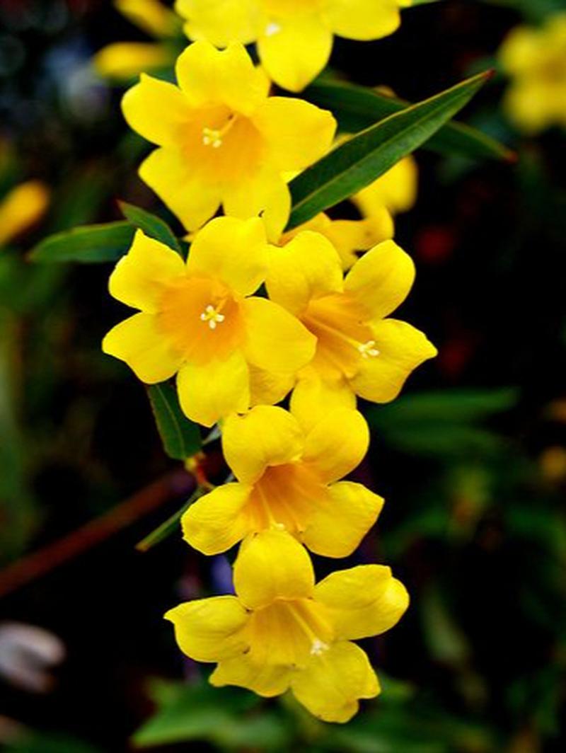 六月，明亮若锦  第1张