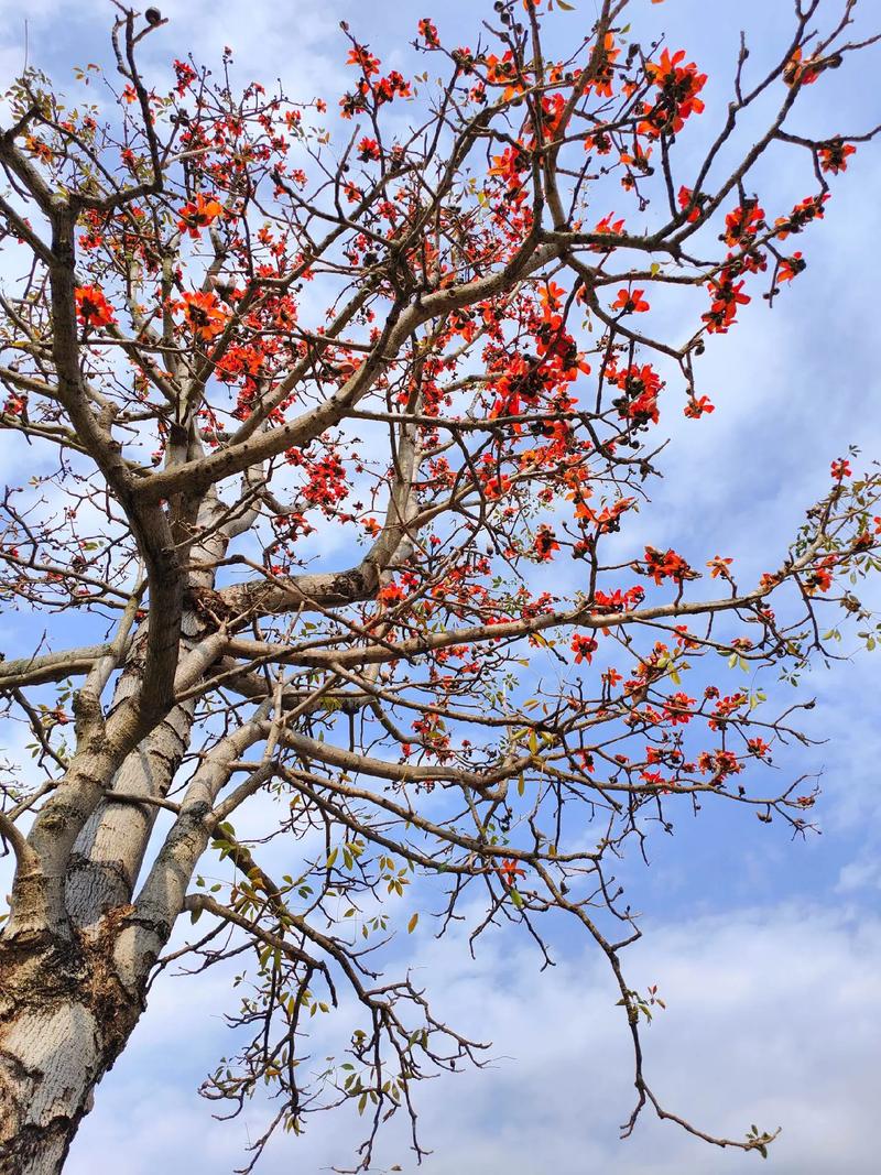 木棉花  第1张