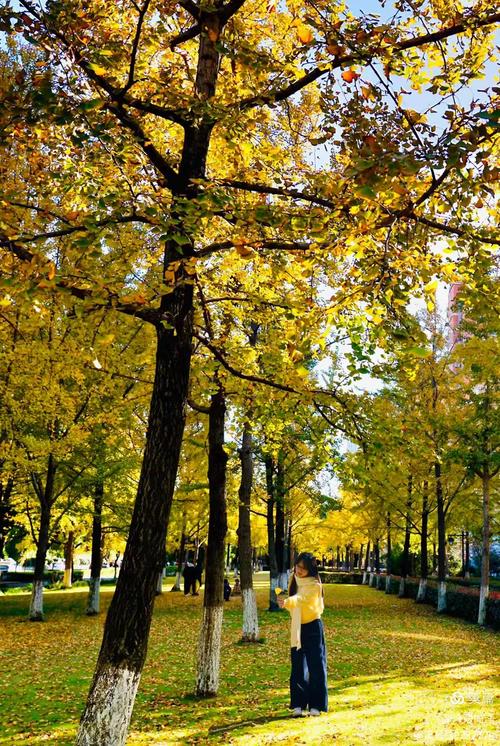 晚秋读叶  第1张