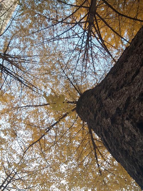 美丽的秋天 第1张 美丽的秋天 第1张