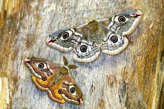 飞蛾追梦  第1张