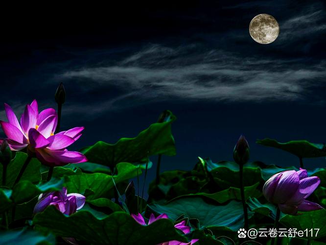云逸荷心,月照花影 第1张 云逸荷心,月照花影 第1张