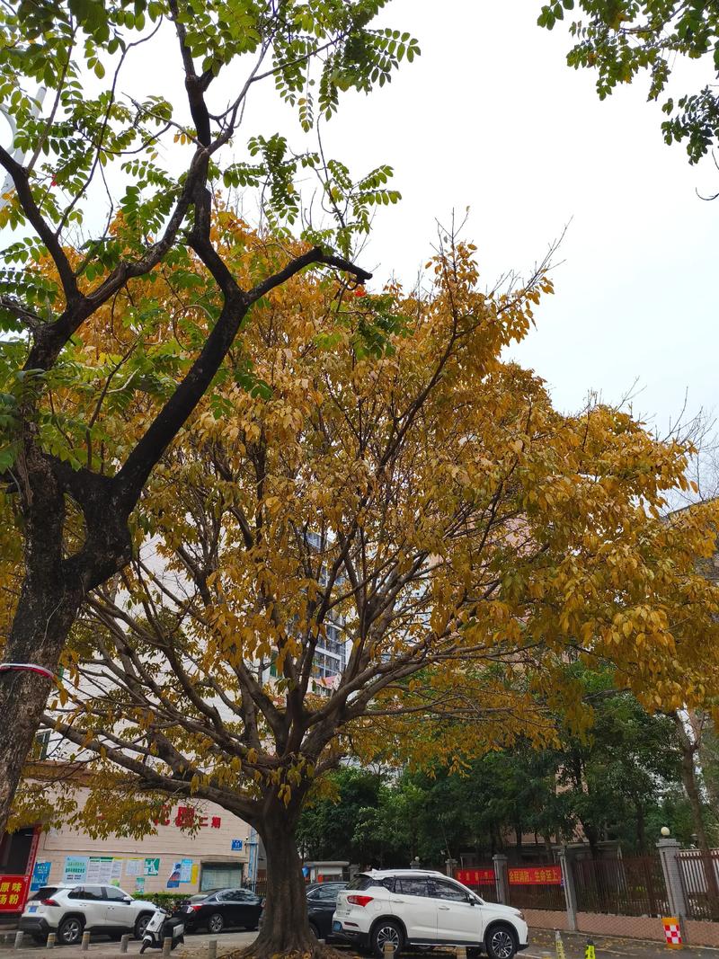 爱，凋谢在春天  第1张