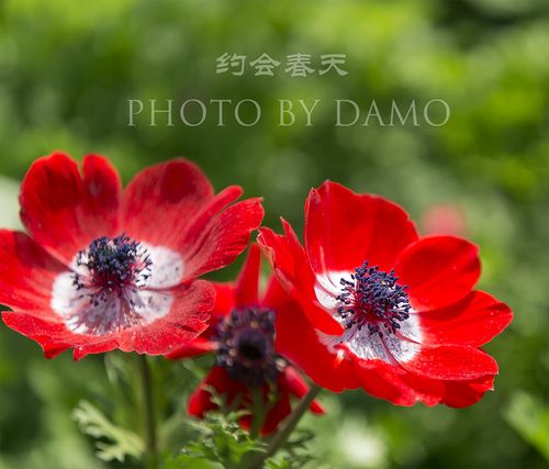 留恋春天  第1张