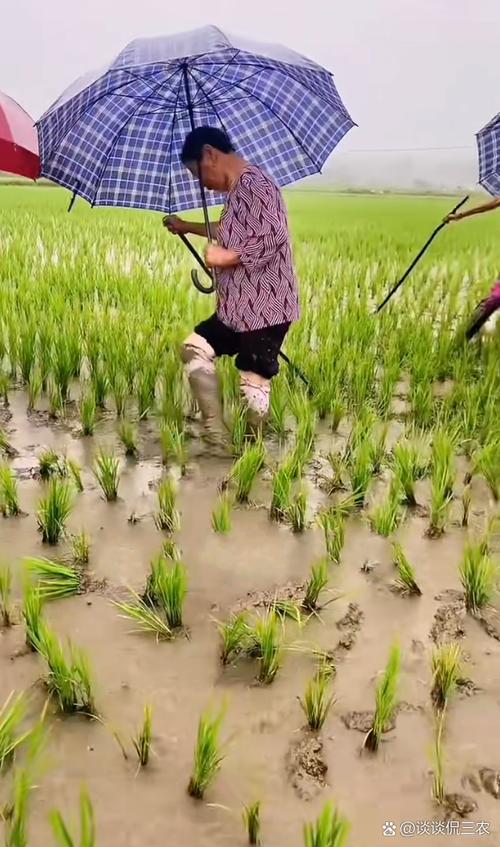 抽稗穗的老农  第1张