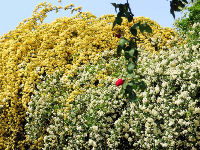 四月樱草·八月石楠 第1张 四月樱草·八月石楠 第1张