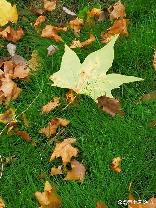 被风抛弃的落叶  第1张