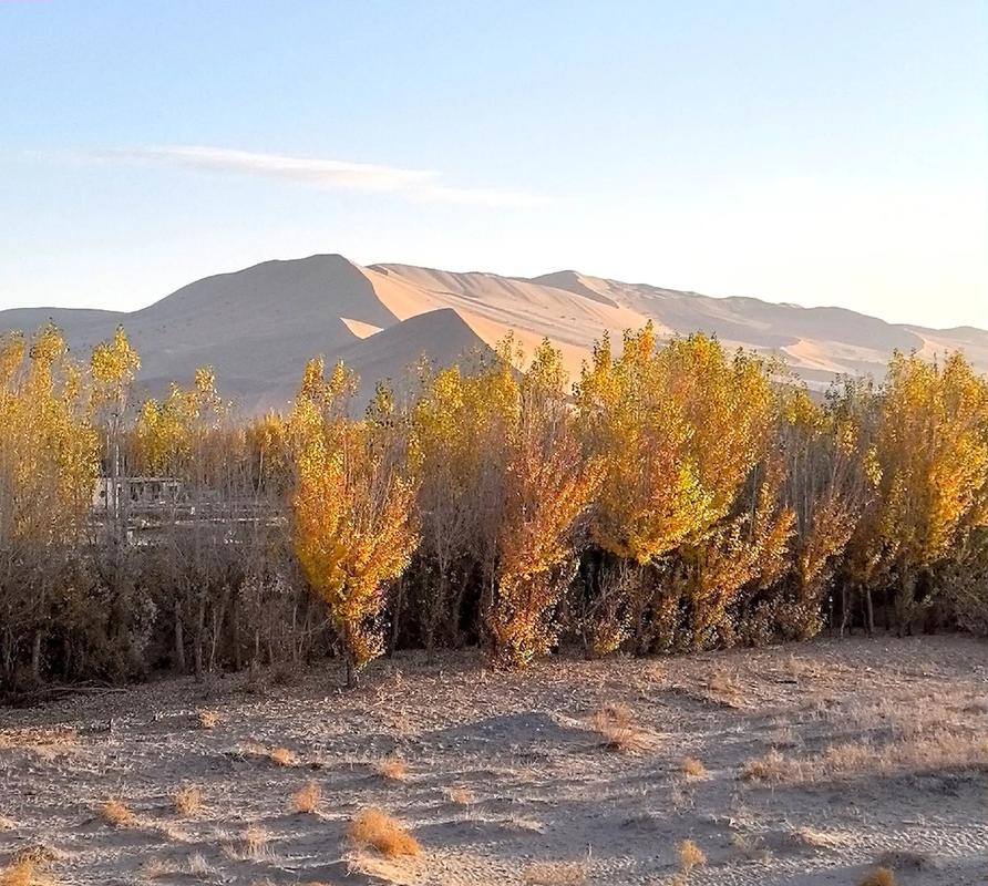 大漠胡杨 第1张 大漠胡杨 第1张