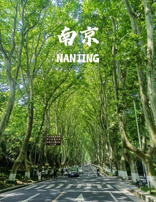 梧桐树的南京  第1张