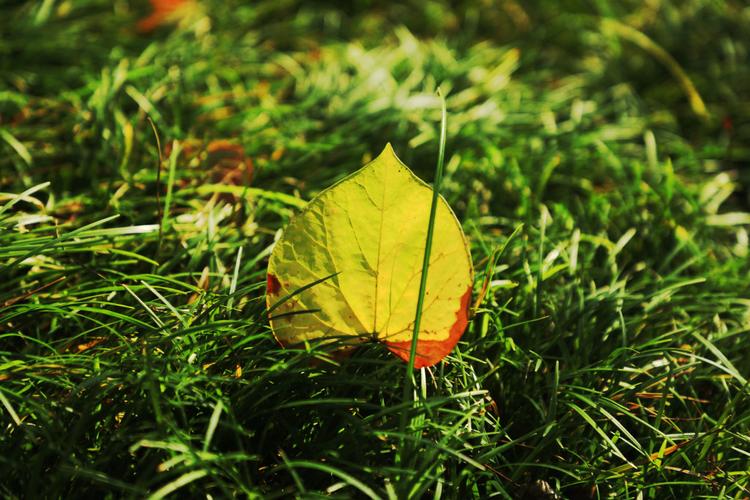 秋之心 第1张 秋之心 第1张