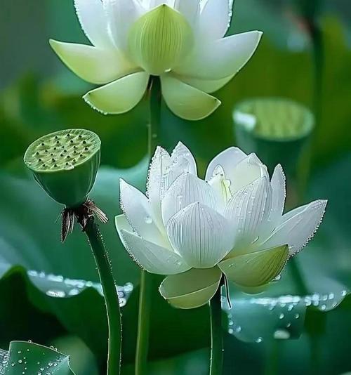 清莲 第1张 清莲 第1张