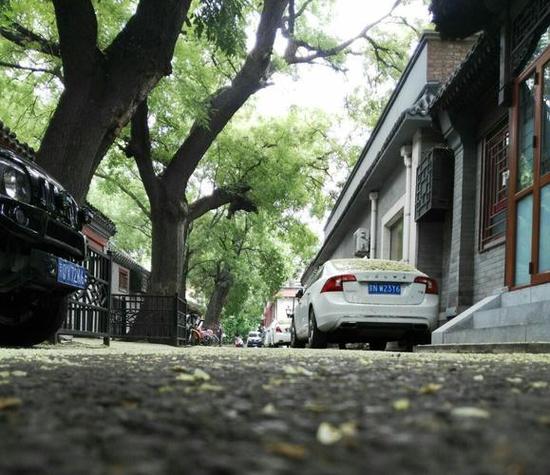 铺满槐花的保定胡同  第1张