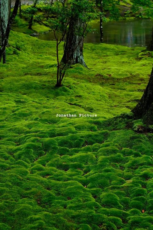 绿阴遐想  第1张