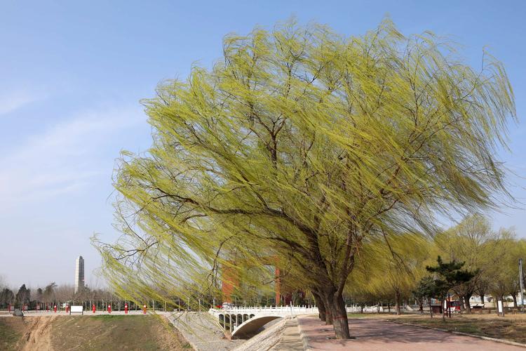 春风 第1张 春风 第1张