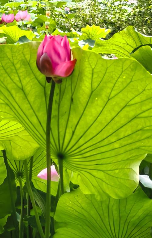 奔放的保定夏日 第1张 奔放的保定夏日 第1张