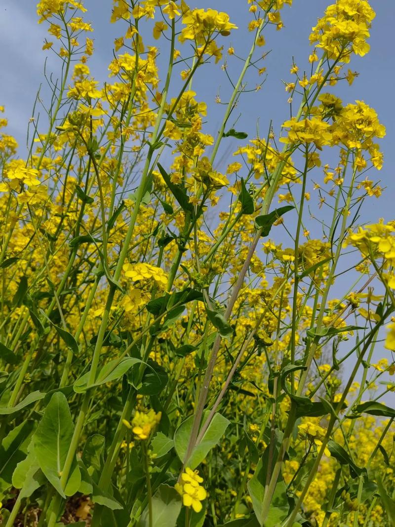花開的聲音  第1张