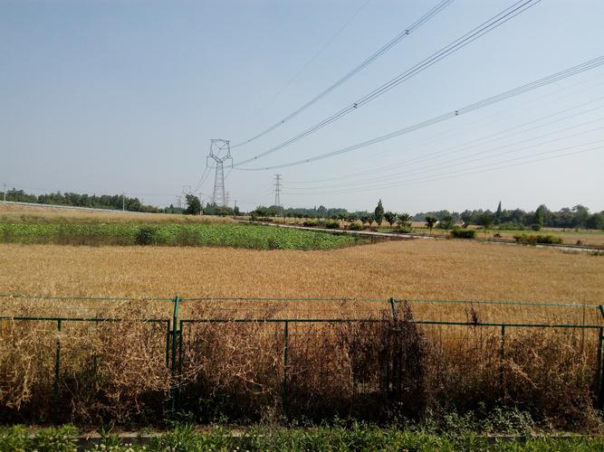 五月的田野  第1张