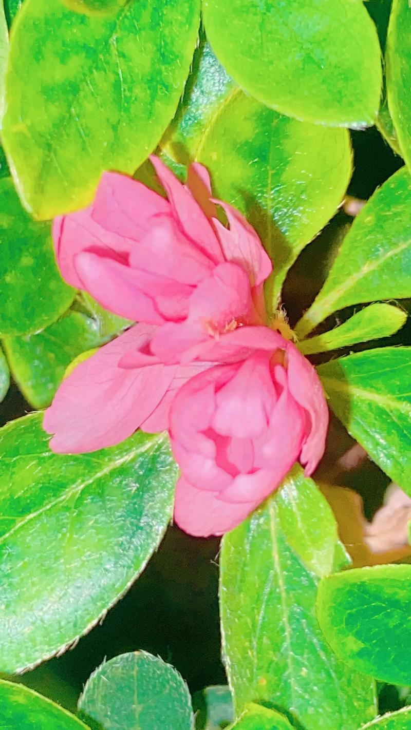 杜鹃今又开  第1张