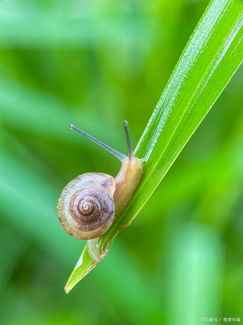 蜗牛  第1张