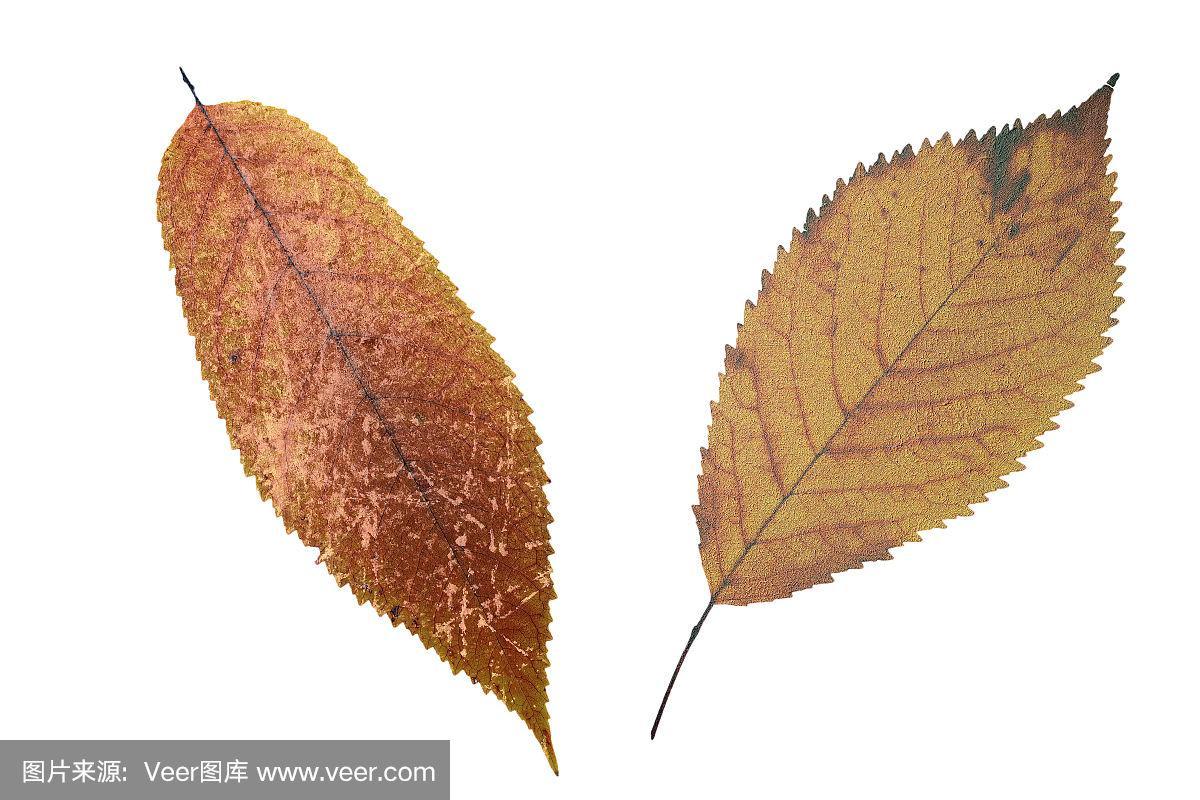 褪色的叶子  第1张