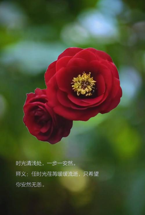 浅笑淡然，安然于心  第1张