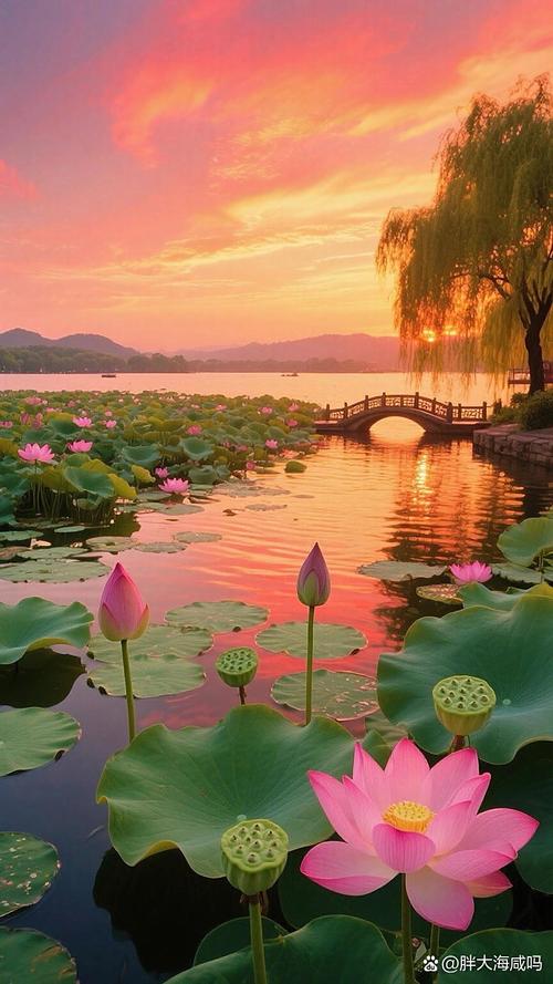 碧水荷花映夕阳 香风拂面满池塘 芳心自得清闲地 一片花香入梦乡  第1张