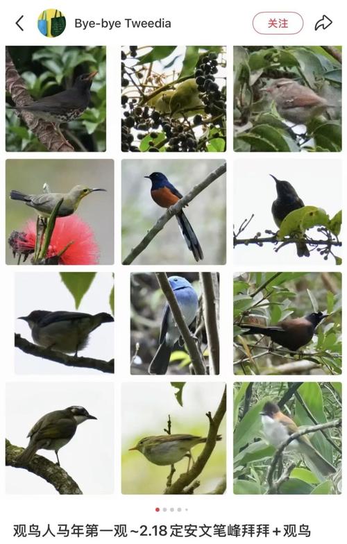 “打”鸟  第1张