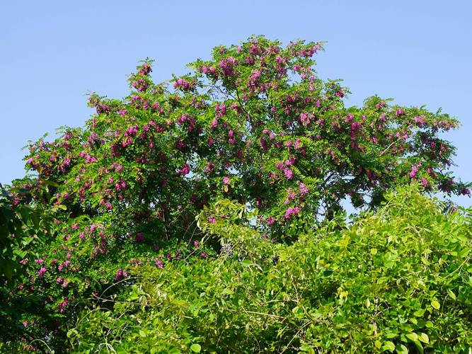 槐花香香四方 第1张 槐花香香四方 第1张