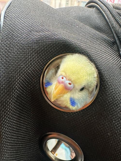 小脑袋瓜子  第1张