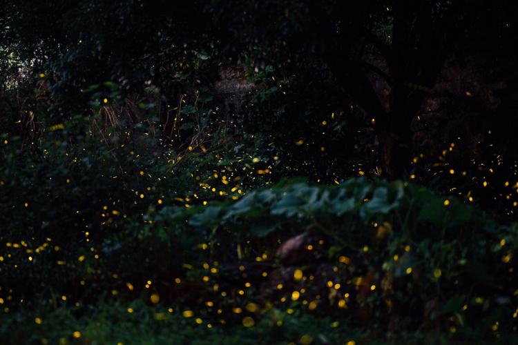 仲夏的夜  第1张