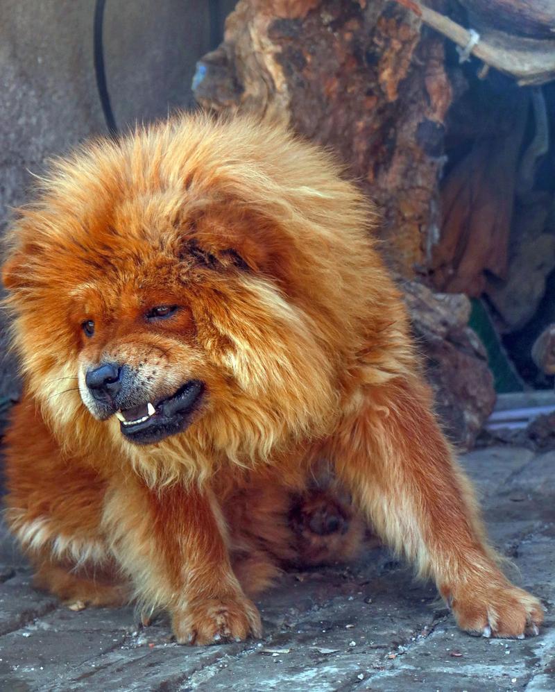 狮子狗 第1张 狮子狗 第1张